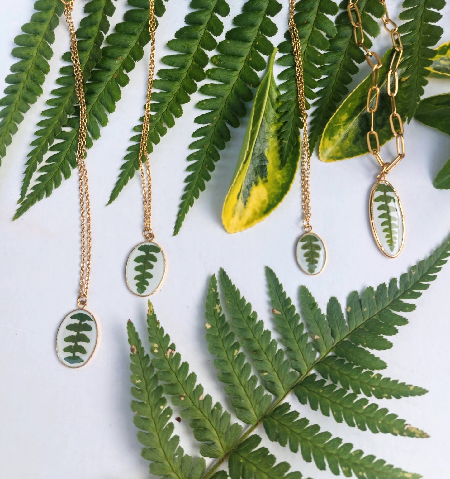 Farn Kette Weißer Hintergrund